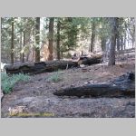 20060824_23Sequoia_009 copia.jpg